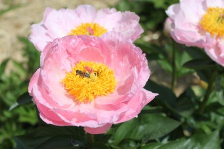 Pfingstrose Dreamtime, Paeonia Hybride